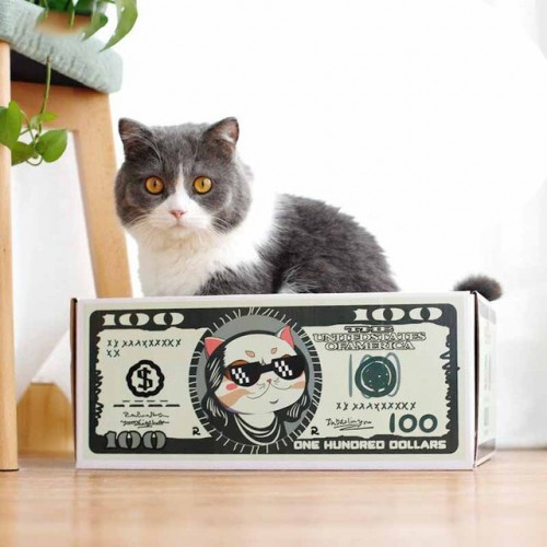 caisse chat cat dollar boite carton kitty tahiti fenua shopping