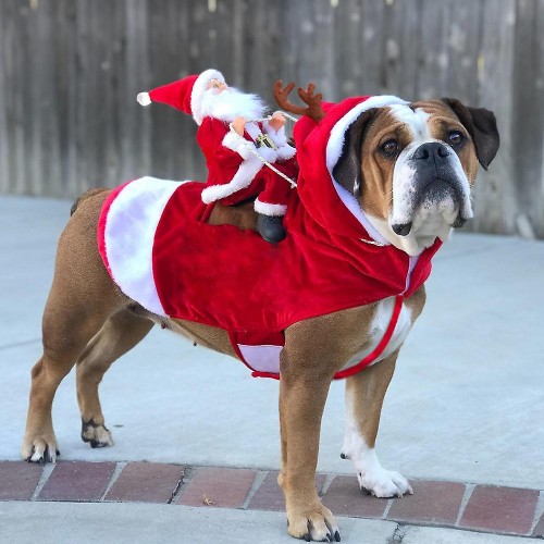 tenue chien noel dog puppy christmas xmas costume déguisement tahiti fenua shopping